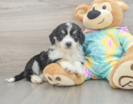 8 week old Mini Aussiedoodle Puppy For Sale - Lone Star Pups