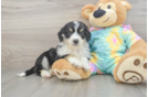 Hypoallergenic Aussiepoo Poodle Mix Puppy