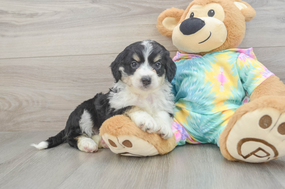5 week old Mini Aussiedoodle Puppy For Sale - Lone Star Pups