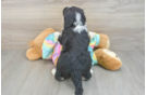 Mini Aussiedoodle Pup Being Cute