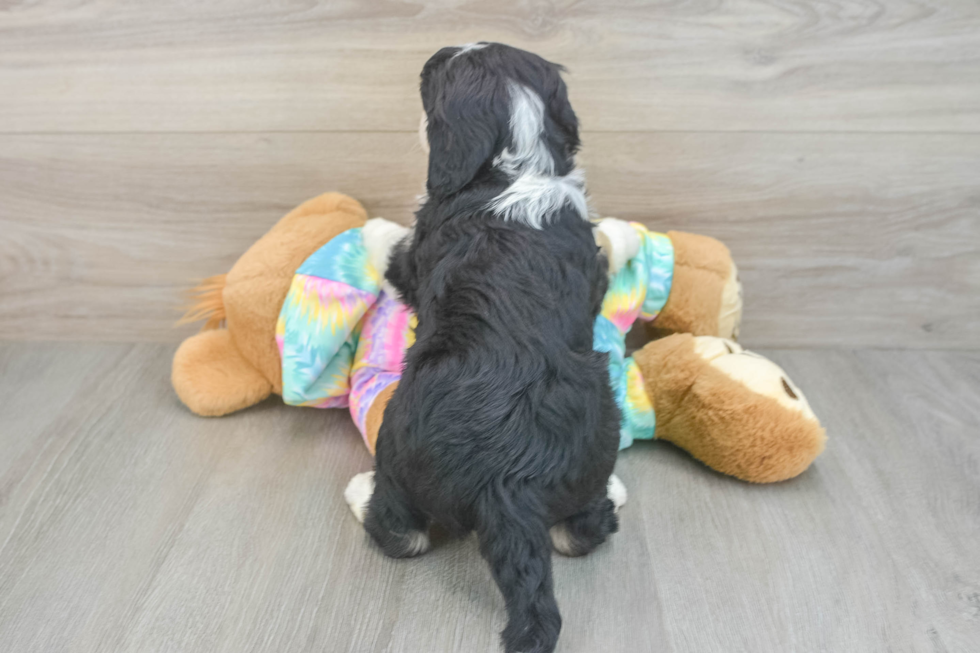 Mini Aussiedoodle Pup Being Cute