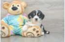Mini Aussiedoodle Pup Being Cute