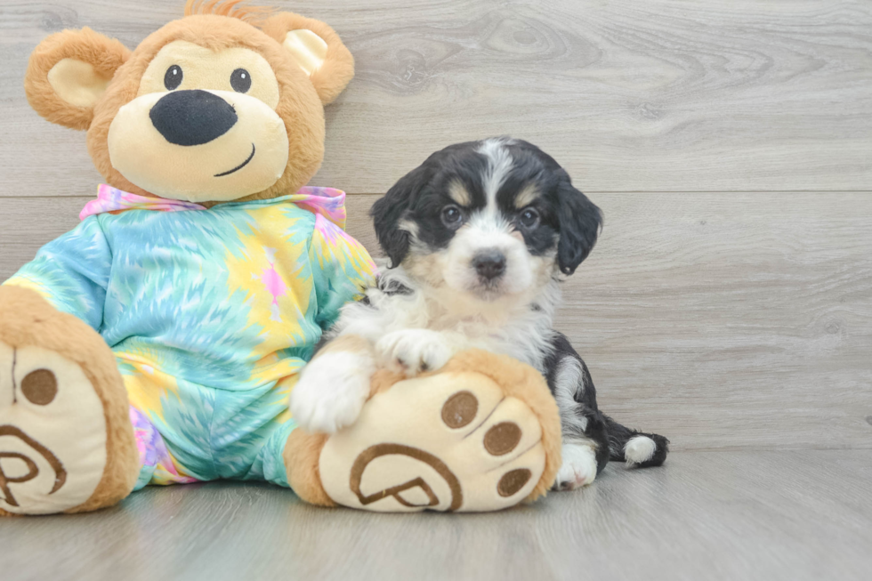 Mini Aussiedoodle Pup Being Cute