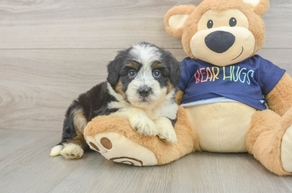 5 week old Mini Aussiedoodle Puppy For Sale - Lone Star Pups