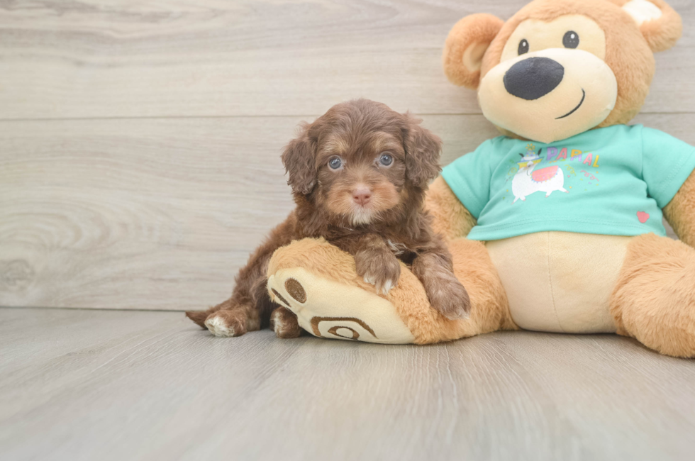 5 week old Mini Aussiedoodle Puppy For Sale - Lone Star Pups