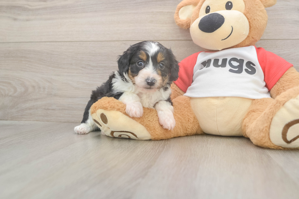Hypoallergenic Aussiepoo Poodle Mix Puppy