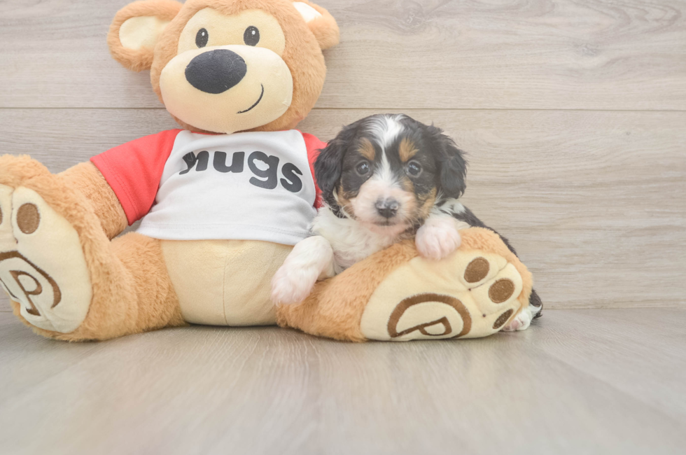 5 week old Mini Aussiedoodle Puppy For Sale - Lone Star Pups