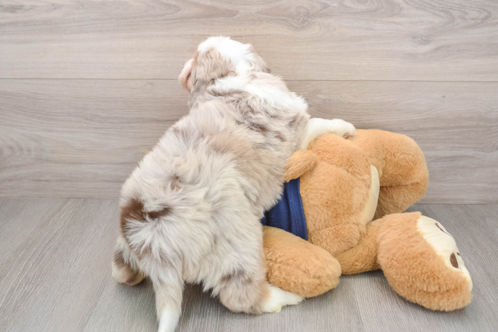 Mini Aussiedoodle Puppy for Adoption