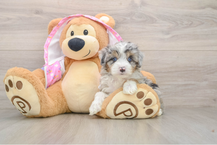 Best Mini Aussiedoodle Baby