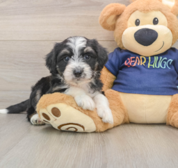 9 week old Mini Aussiedoodle Puppy For Sale - Lone Star Pups