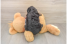 Energetic Aussiepoo Poodle Mix Puppy