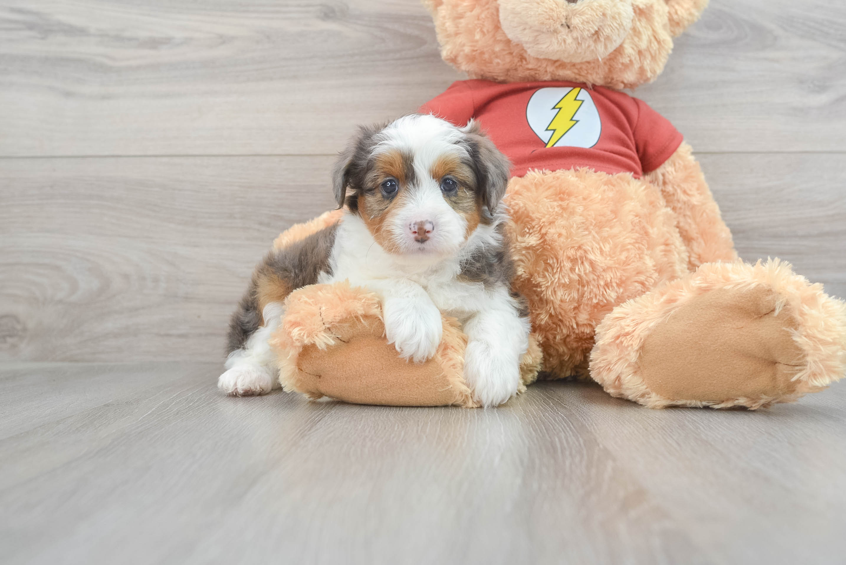 Australian shops shepherd poodle puppy