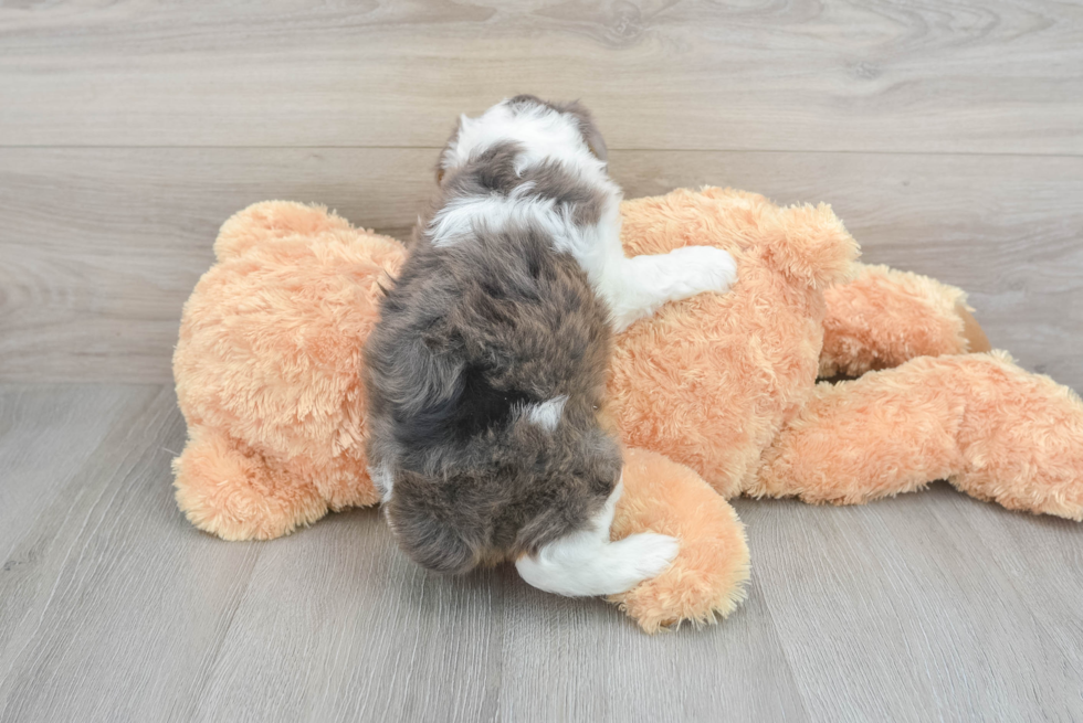 Best Mini Aussiedoodle Baby