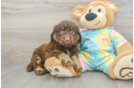 Petite Mini Aussiedoodle Poodle Mix Pup