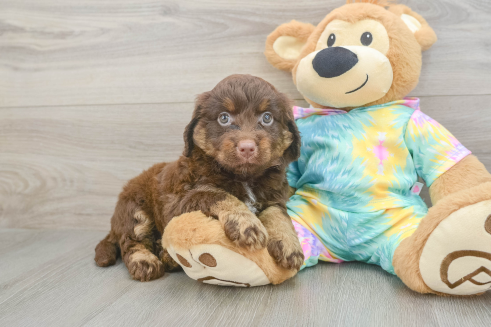 Petite Mini Aussiedoodle Poodle Mix Pup