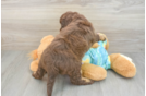 Playful Mini Aussiepoodle Poodle Mix Puppy