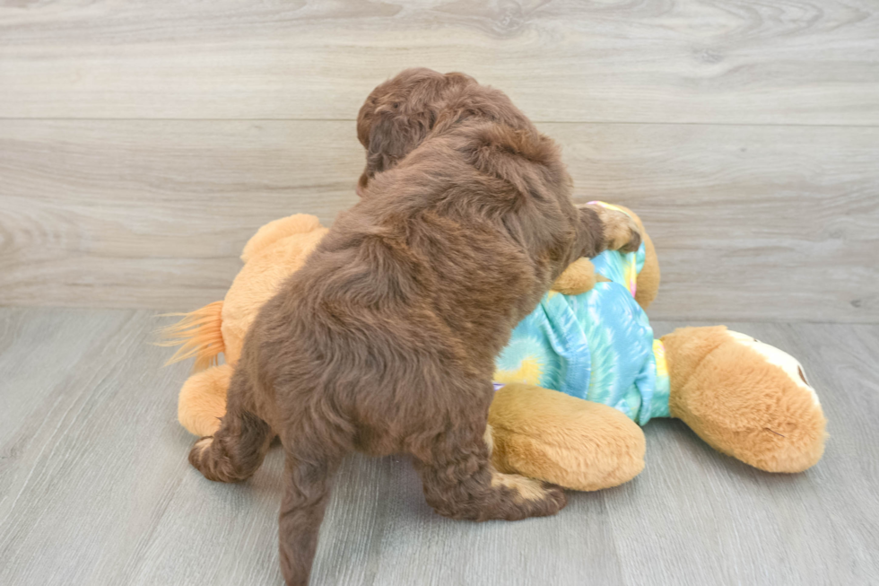 Playful Mini Aussiepoodle Poodle Mix Puppy