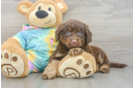 Best Mini Aussiedoodle Baby