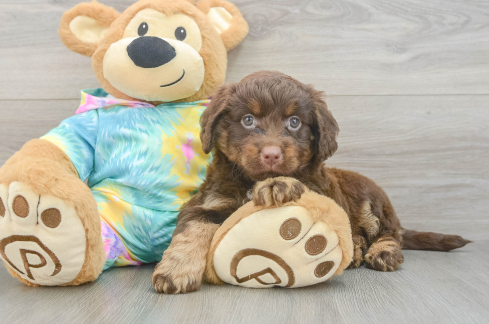 5 week old Mini Aussiedoodle Puppy For Sale - Lone Star Pups