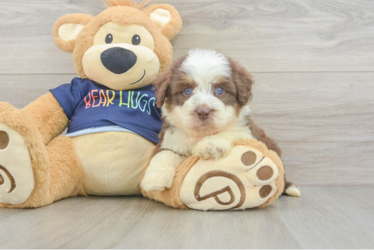 Funny Mini Aussiedoodle Poodle Mix Pup