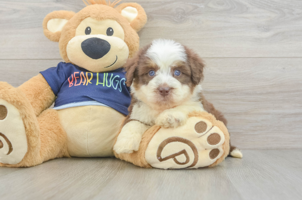 5 week old Mini Aussiedoodle Puppy For Sale - Lone Star Pups