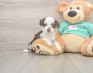 7 week old Mini Aussiedoodle Puppy For Sale - Lone Star Pups