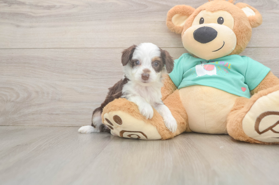 5 week old Mini Aussiedoodle Puppy For Sale - Lone Star Pups