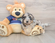 6 week old Mini Aussiedoodle Puppy For Sale - Lone Star Pups