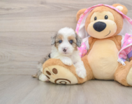 8 week old Mini Aussiedoodle Puppy For Sale - Lone Star Pups