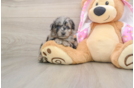 Energetic Aussiepoo Poodle Mix Puppy