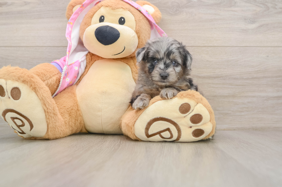 Adorable Aussiepoo Poodle Mix Puppy