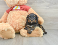 6 week old Mini Aussiedoodle Puppy For Sale - Lone Star Pups