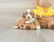 7 week old Mini Aussiedoodle Puppy For Sale - Lone Star Pups