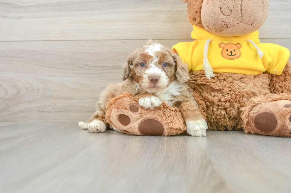 7 week old Mini Aussiedoodle Puppy For Sale - Lone Star Pups