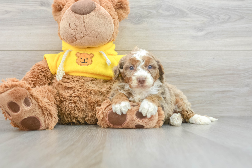 Mini Aussiedoodle Puppy for Adoption