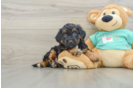 Best Mini Aussiedoodle Baby