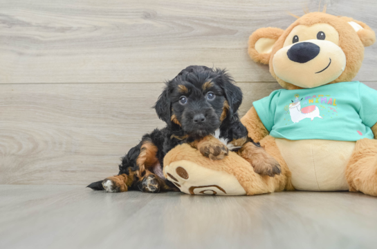 Best Mini Aussiedoodle Baby