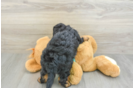 Petite Mini Aussiedoodle Poodle Mix Pup