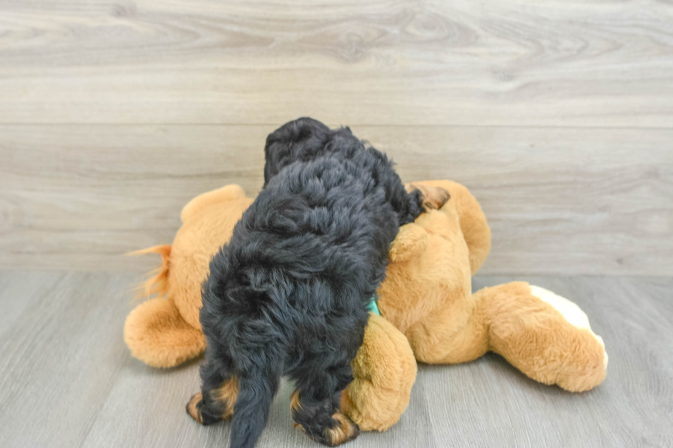 Petite Mini Aussiedoodle Poodle Mix Pup