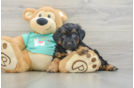 Little Mini Aussiepoo Poodle Mix Puppy