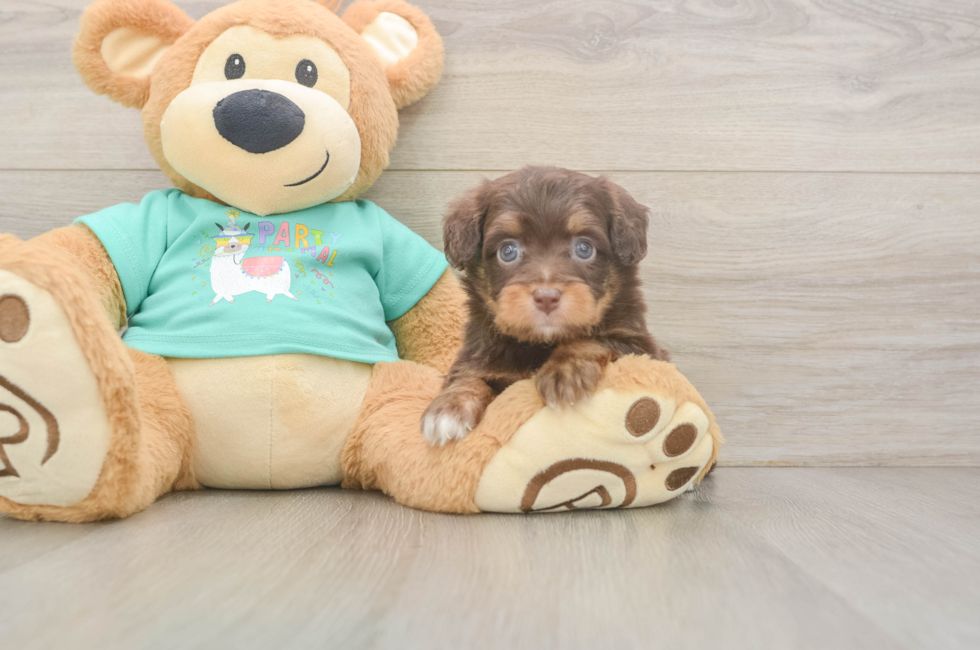5 week old Mini Aussiedoodle Puppy For Sale - Lone Star Pups