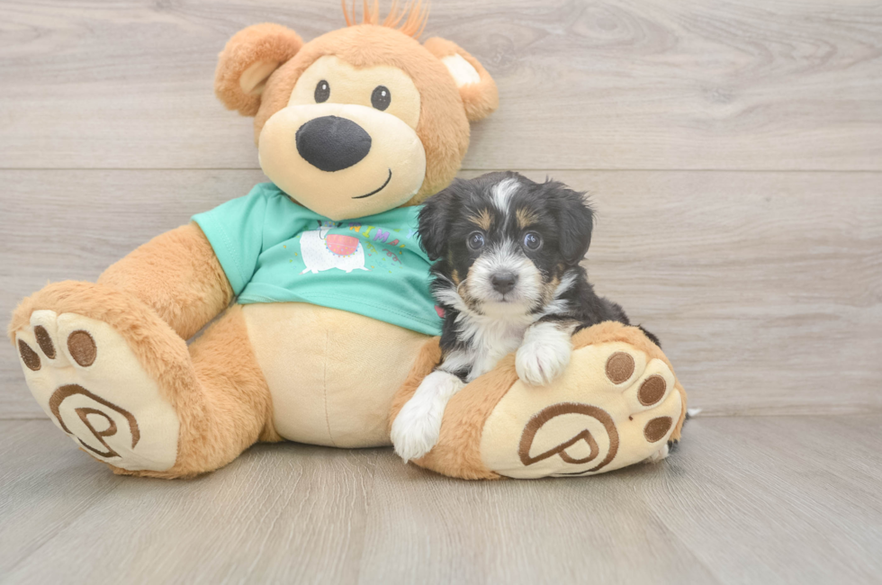 5 week old Mini Aussiedoodle Puppy For Sale - Lone Star Pups
