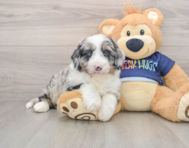 5 week old Mini Aussiedoodle Puppy For Sale - Lone Star Pups