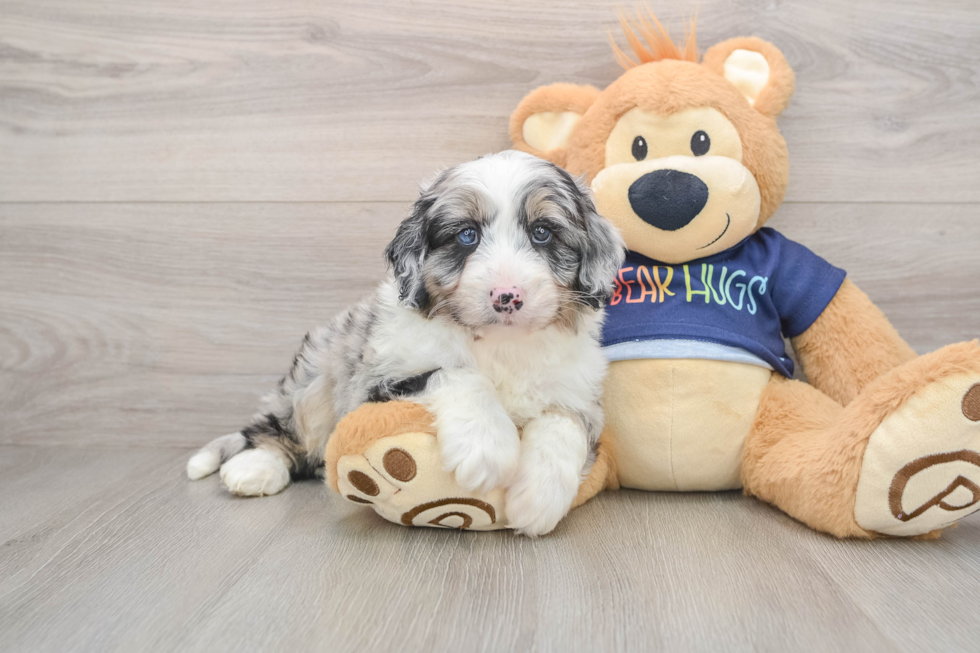Energetic Aussie Poo Poodle Mix Puppy