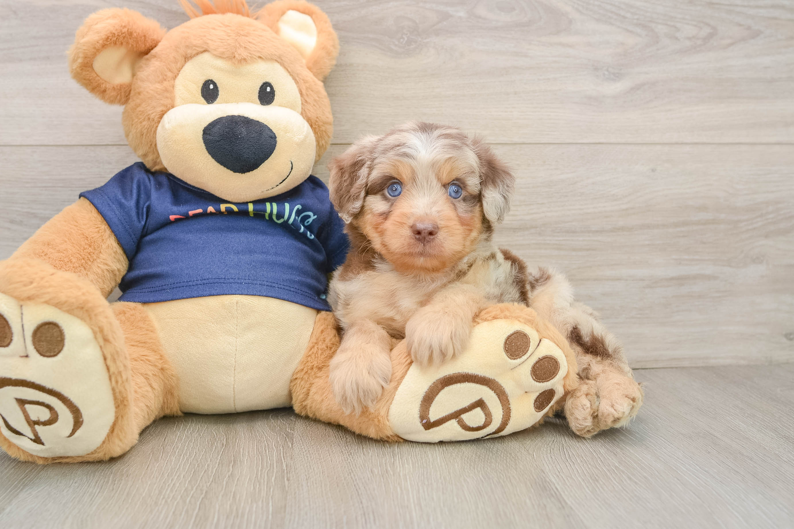 Best Mini Aussiedoodle Baby