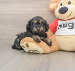 8 week old Mini Aussiedoodle Puppy For Sale - Lone Star Pups