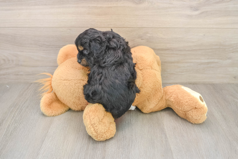Funny Mini Aussiedoodle Poodle Mix Pup