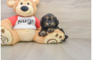 Mini Aussiedoodle Puppy for Adoption