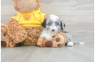 Mini Aussiedoodle Puppy for Adoption