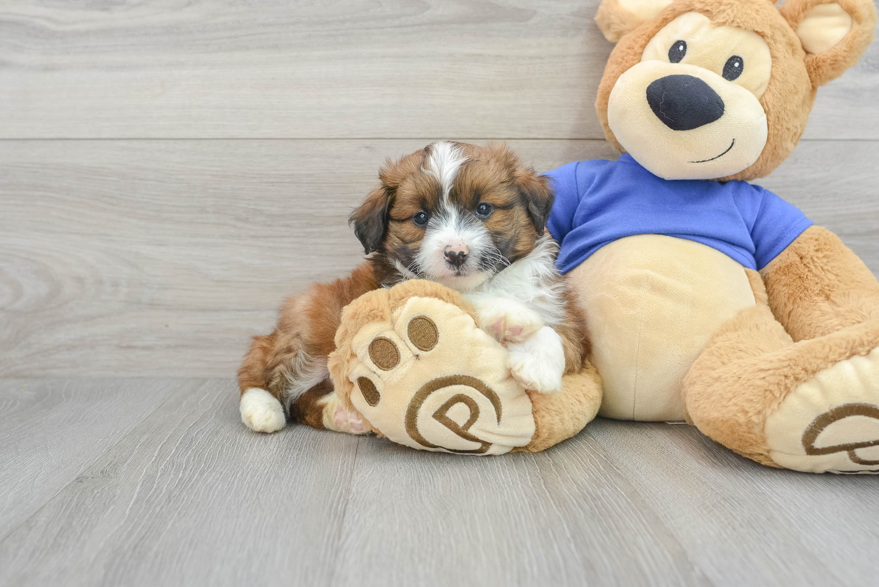 Petite Mini Aussiedoodle Poodle Mix Pup